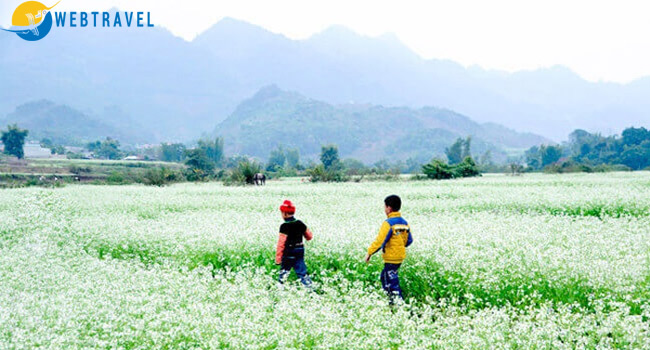 Ngắm hoa cải trắng mộc châu- Giải pháp du lịch mùa thấp điểm